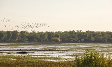 Kakadu. Credit: ERA.