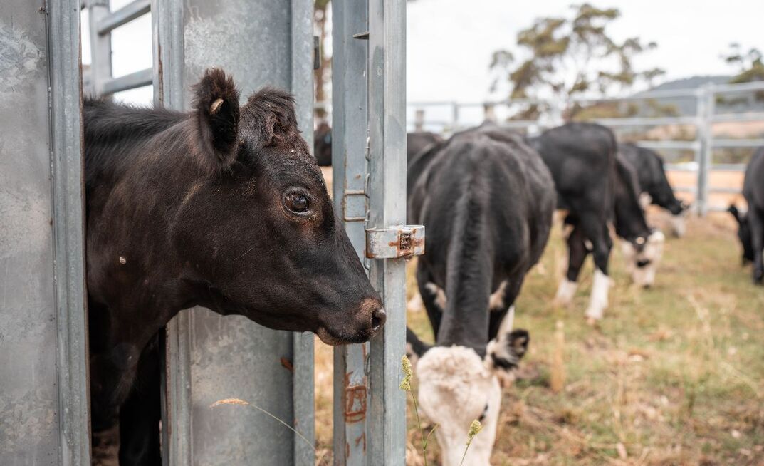Vaccinating unpredictable animals puts livestock handlers at risk of potentially dangerous needlestick injuries.
