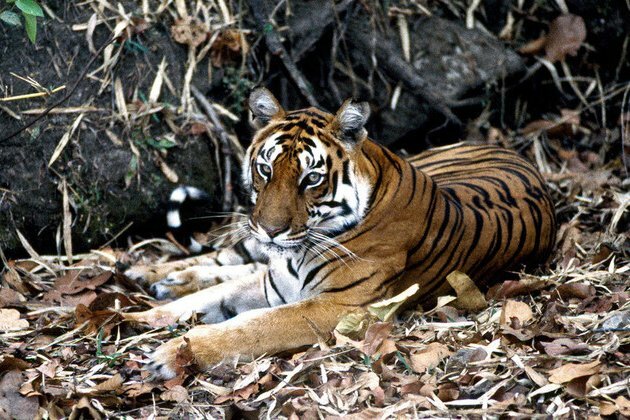 Ten new migratory species protected under global wildlife agreement