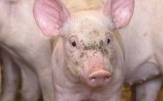 Pig farmers highlight dire situation of 'extremely low prices' and contracts cuts