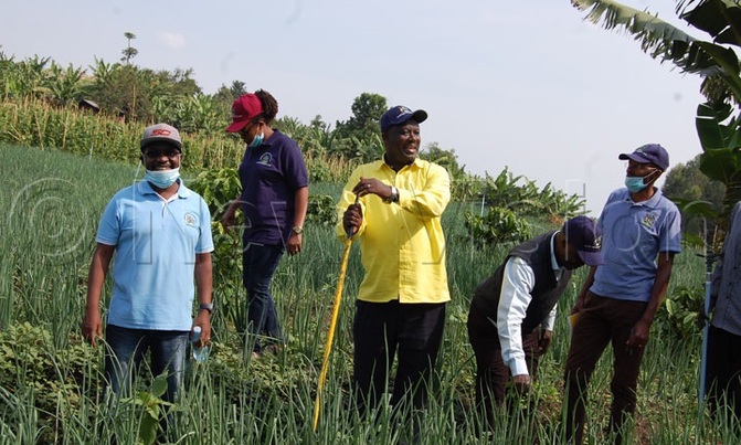 Sh600M solar irrigation scheme relieves Kabarole farmers Sh600M solar irrigation scheme relieves Kabarole farmers