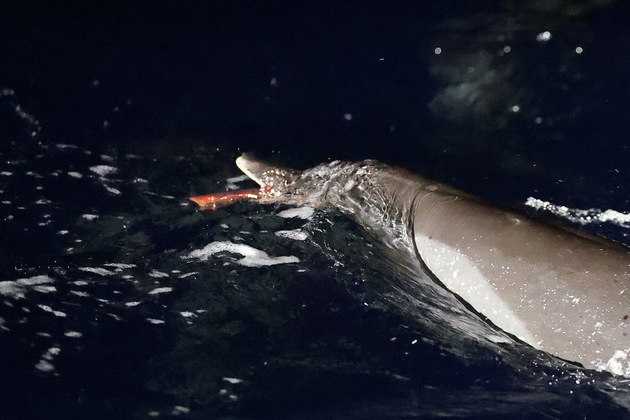 CHINA-SOUTH CHINA SEA-DOLPHINS (CN)