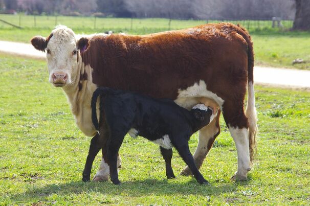 Careful animal health and nutrition management can help reduce the risk of dystocia at calving. 