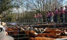 Cattle prices have hit record levels.