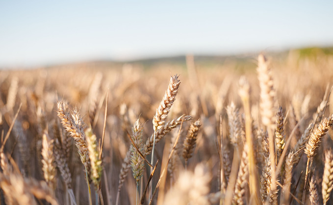 Small European wheat crop helps UK prices