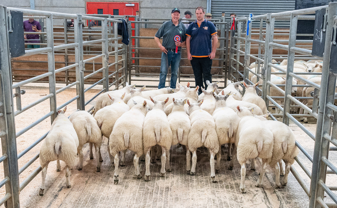 Champion lambs at Hexham from Philip Robson, Middle Horsleyhope