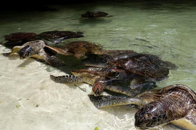 (Hello Africa) Endangered sea turtles in Tanzania's Zanzibar revive through community-led conservation