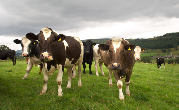 More bluetongue-related abortions and birth defects reported on farms