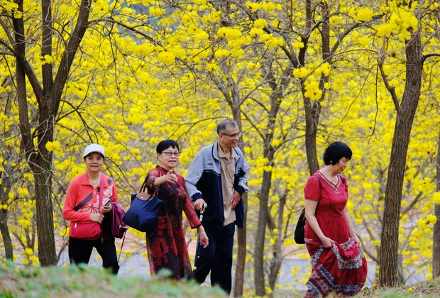 CHINA-GUANGXI-NANNING-TABEBUIA CHRYSANTHA-BLOSSOM (CN)