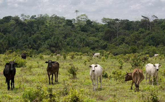 Study warns Brazilian food imports increasingly vulnerable to climate change