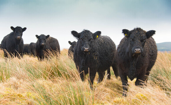 Regenerative agriculture: Think of your cattle as a community of organisms