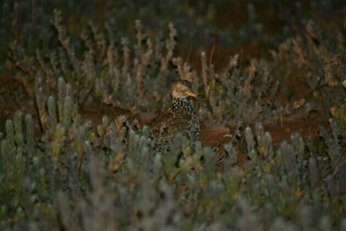 We tracked one of Australia's most endangered birds into strange new habitat