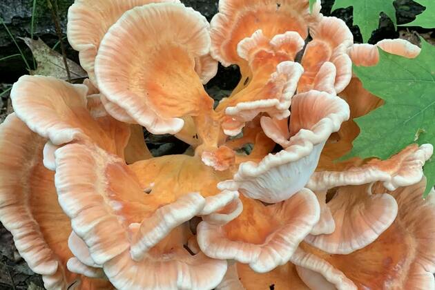 Opinion- Partnering with Minnesotas foragers is essential to creating sustainable regulations