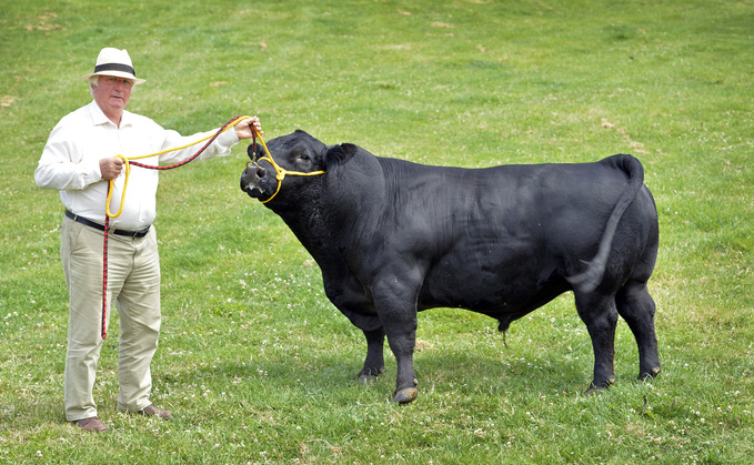 Partner Insight: Dorset farmer to sell Europe's largest herd of Lowlines