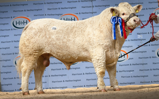 Charolais, Simmental and Blonde bulls set new records at Carlisle