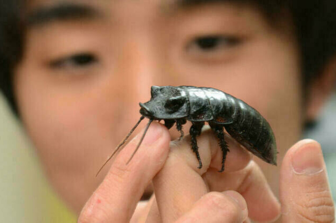 The Bright Side: Humble bugs are popular pets in nature-loving Japan