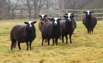 Sheep special: Celebrations for Balwen Sheep Society
