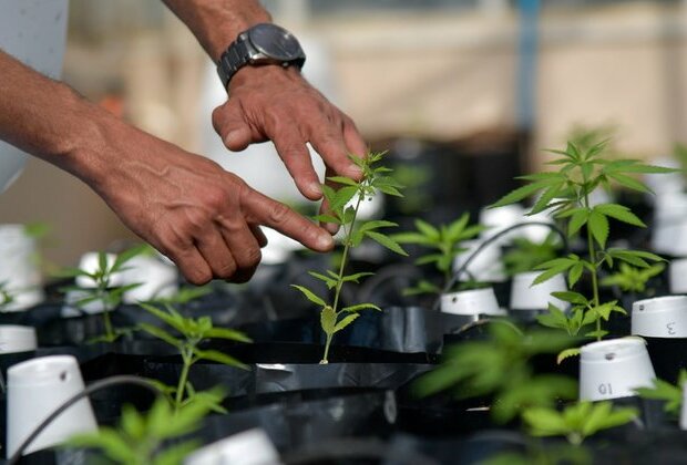 Fake news over Aussie-Taliban cannabis deal sweeps global headlines