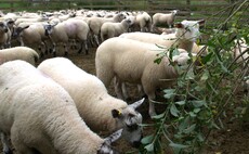 How feeding sheep willow impacts health and performance