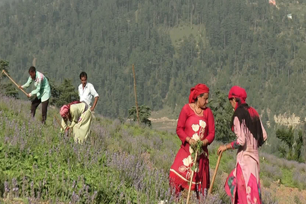 J-K: Around 200 farmers get hands-on training in Doda under 'Viksit Krishi Sankalp Abhiyan 2025'