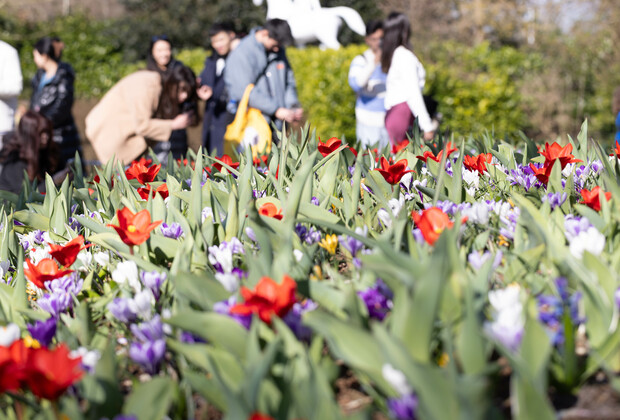 THE NETHERLANDS-LISSE-KEUKENHOF-TULIP