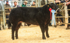 Show potential cattle top at £6,000 twice at Melton Mowbray's Mart's the Heart-supported sale