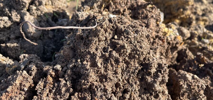 Microbes are the focus of recent research that looked at how they are linked to healthy soils. 