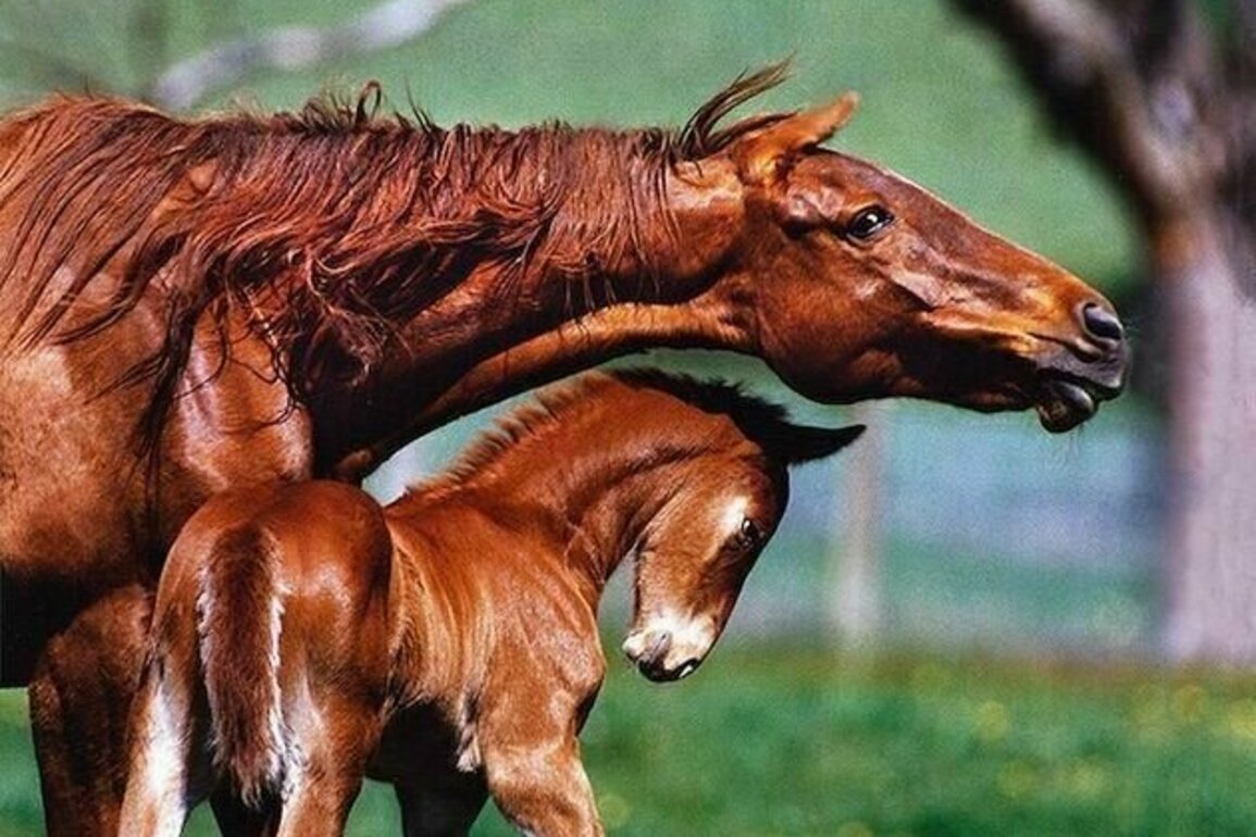 'Horsing around' in Melbourne springtime