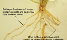 Myths about Pythium root rot debunked