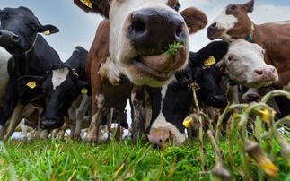 Ben & Jerry's will work to alter the feed and land management at its dairy farm suppliers. Credit: Ben & Jerry's