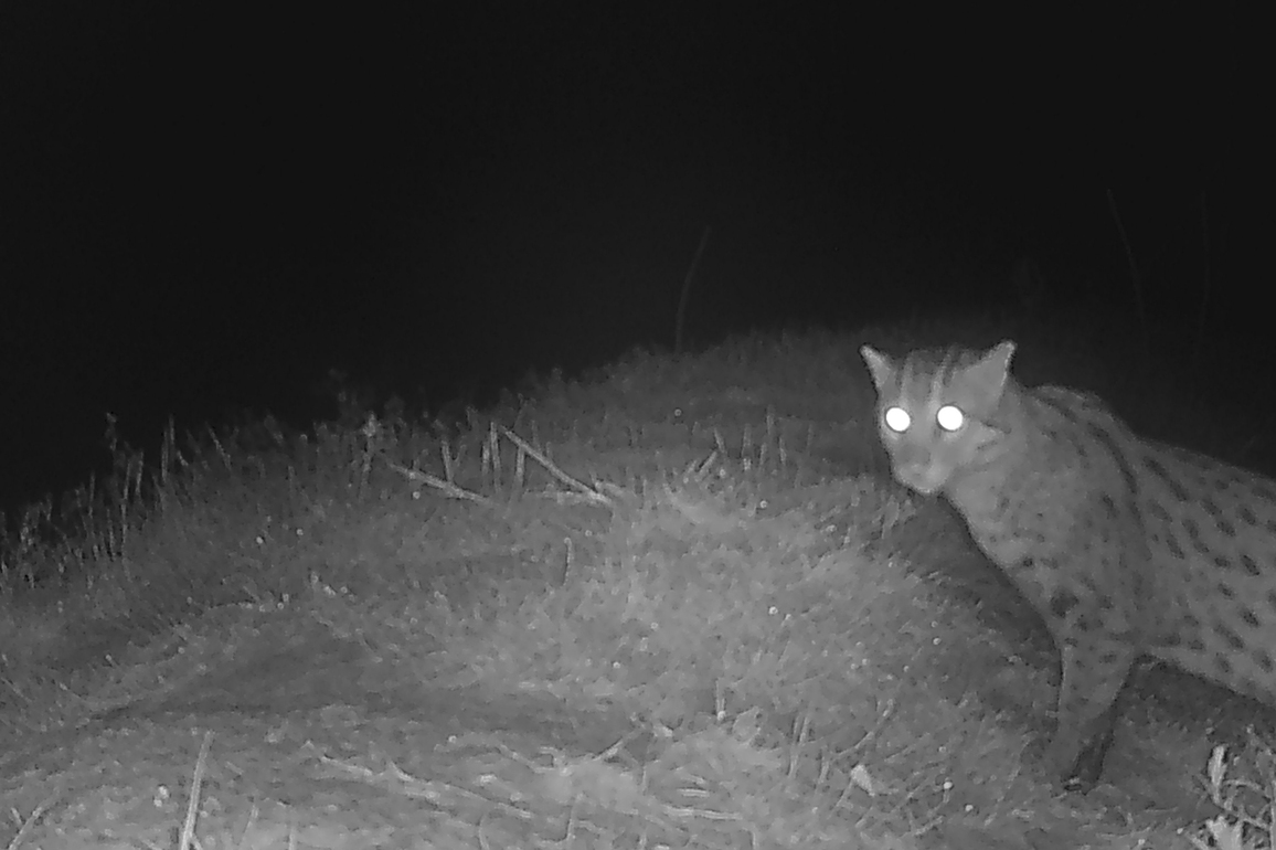 CAMBODIA-PURSAT-FISHING CAT-REAPPEARANCE