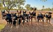 Livestock and Working Dog Handling is one of the courses available through Land to Table, with new courses being added periodically. 