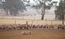  Stock containment areas provide a drought option to prevent de-stocking. Picture courtesy Agriculture Victoria.