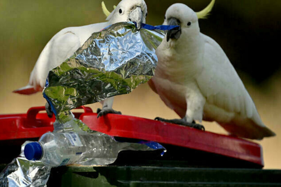 Cockatoos can bust a move: Australian research