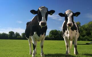 The company using agricultural waste to power your car
