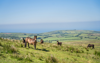 Exmoor Farms – A Year on the Moor