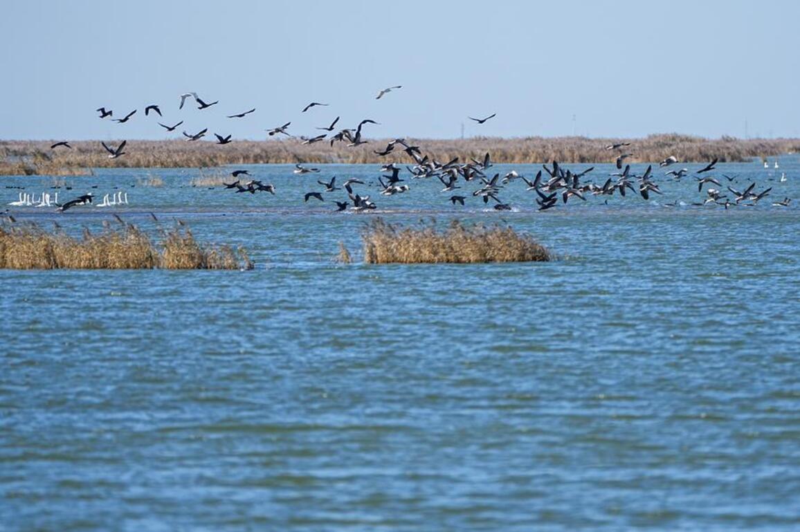 Bird paradise at Yellow River estuary shines as China advances flyway conservation