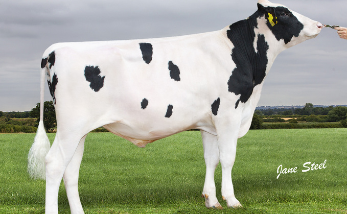 DG Peace is the new number one genomic young sire