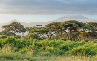 Study: Businesses should plant trees while deciding which CO2 removal tech to bet on