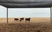 Providing shade in predominantly treeless paddocks improves animal welfare and calf survival.