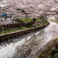 Global inflation raises cost of Japan’s cherry blossom feasts