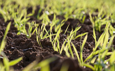 Spring barley approved for malt distilling brings diversity to the market