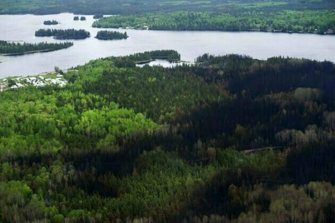 Ontario's forest management is falling short on key sustainability test
