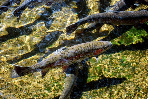 BRICS scientists could help stem the tide of invasive species