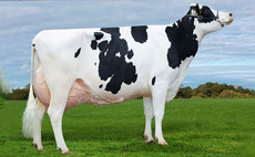 Stardale sale of pedigree Holsteins tops at 20,000gns