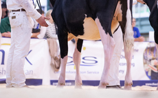 All Breeds All Britain Calf Show Holstein judges announced   