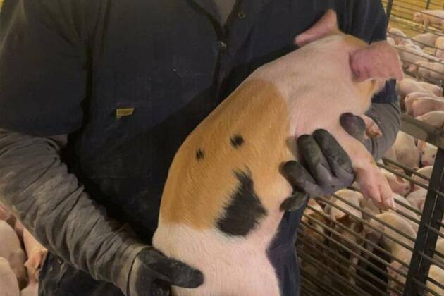 For Nebraska pig farmers, sustainability is more than just a buzzword