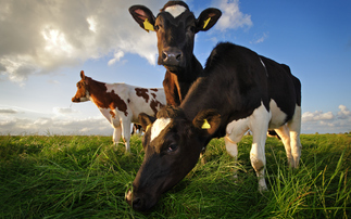 Study: Methane suppressant rollout would cost 'half a penny per pint of milk'