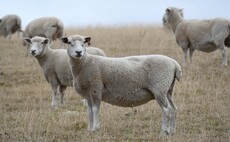 Herefordshire Romney flock working towards reducing wool