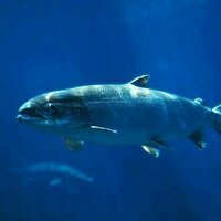 Wild salmon are the Zendayas of the fish world - what that tells us about conservation